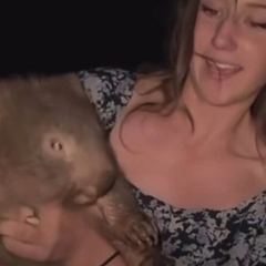 Американка украла вомбата і шокувала австралійців