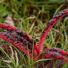 Унікальний гриб, знайдений у Львівській області