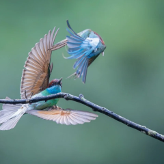 Shrinking Local Populations Signal Growing Extinction Risks for Species