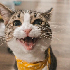 Кіт врятував господарів від пожежі