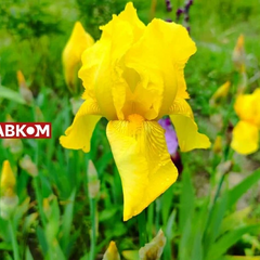 УКРАЇНА 11 Липня: хмарно, дощ