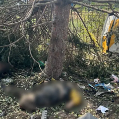 Поліцейські розслідують удар по Яровій