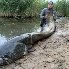 Польский рыбак с сомом-гигантом