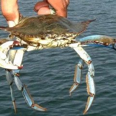 Голубой краб в Черном море