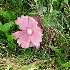 Рідкісний гриб в Україні: важливість вивчення