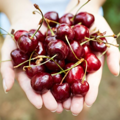 Ukrainian woman picking cherries in Poland