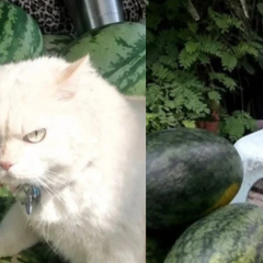 Кот-охранник дынь