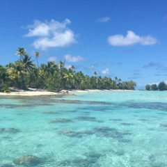 Green turtles on Marlon Brando's atoll