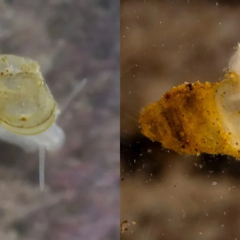 Blind cave snail with semi-transparent shell