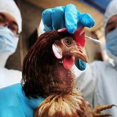 Смерть от тяжелого птичьего гриппа