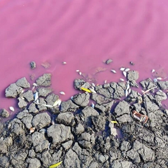 Риба загинула від рожевої води