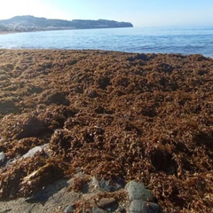 Кілька тон водоростей на іспанському пляжі