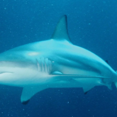 Great hammerhead sharks react to sounds