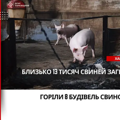 Фото российского дрона над свинарником