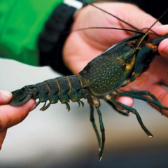 Три види раків в водоймах України