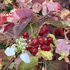 Хмарна погода та дощ 21 листопада