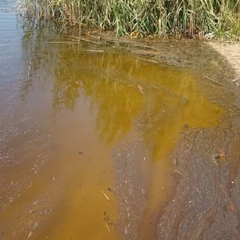 Рыба погибла в реке Вовча