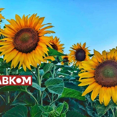 Сонячна погода без опадів на 1 серпня