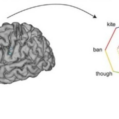 Мозкова хвиля інтерфейсує з штучним інтелектом