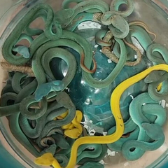 Мужчина с ядовитыми змеями в Индии