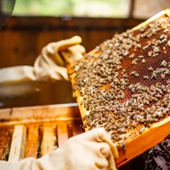 Пчелы в грудной пасти: причина