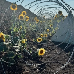Sunflowers among fortifications in Donetsk