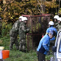 Японія розгорнула війська для боротьби з ведмедями