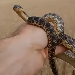 Найбільші змії Європи в Україні