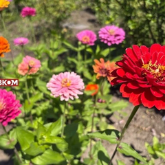 Погода без опадів в Україні