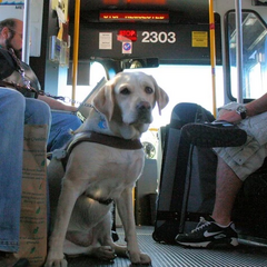 Перевезення тварин в автобусах