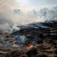 Пожежі сухостою в Україні: ліс горить