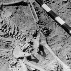 Plague at Baikal: new discovery