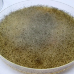 Mucor racemosus mushroom protects the intestine