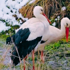 Storks flying over Chernobyl