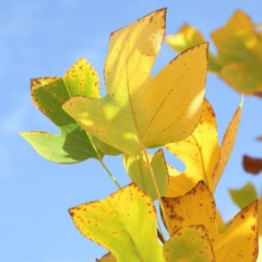 Погода в Україні на вихідні: дощі, тумани, +23°