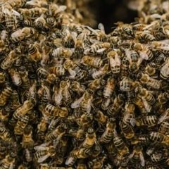 Масовий напад бджіл у Франції