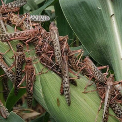 Сарани на полях Київщини