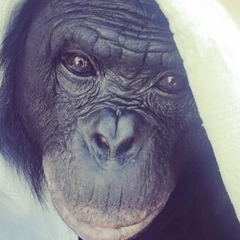 Умная шимпанзе играет в видеоигры