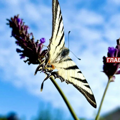 Літнє сонце без хмар на 8 серпня