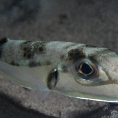Dangerous fish and 44-degree heat