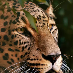 Dutch Zoo Keeper Dies After Attack by Two Persian Leopards; Park Launches Investigation
