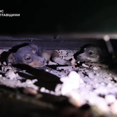 Рятувальники дістали песиків з-під завалів