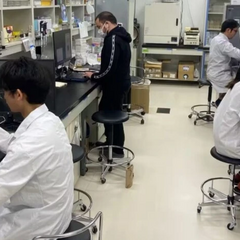 Ембріони зі стовбурових клітин в Японії