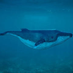 Humpback whales sing underwater