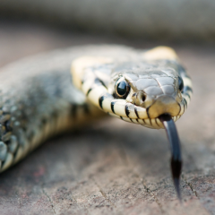 Venomous snakes with red coloration