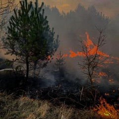 Пожари в екосистемах України: тривожна статистика