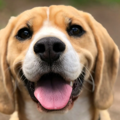 dog distinguishes human emotions