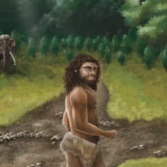 Denisovan bone reveals structure of limbs