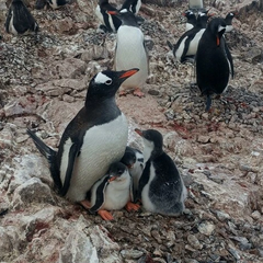Уникальная семья пингвинов в Антарктиде