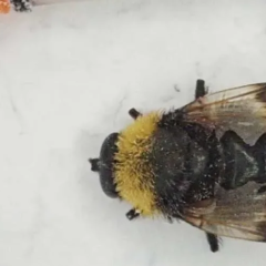 Fly last seen 150 years ago